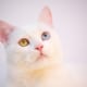 cat white angora turkish cafe 3593021
